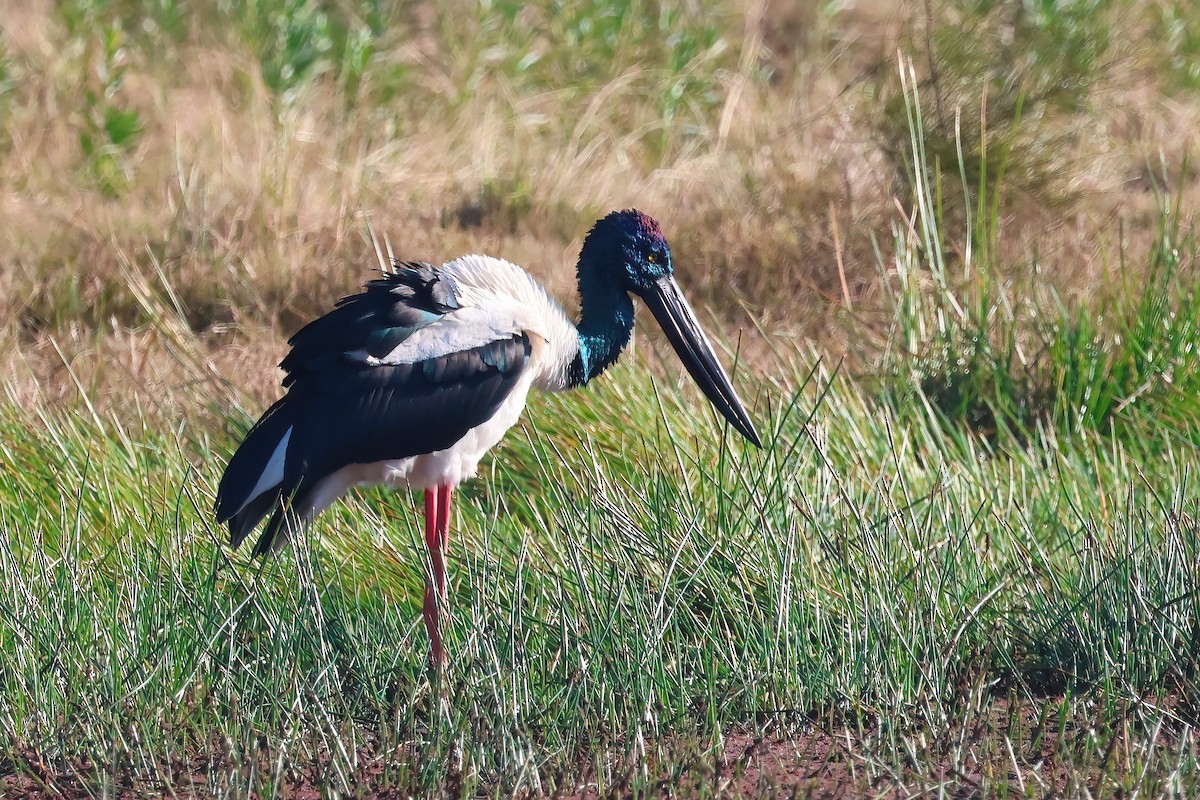 Black-necked Stork - ML621017793