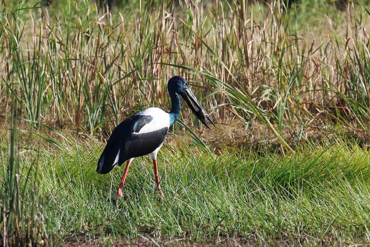 Black-necked Stork - ML621017794