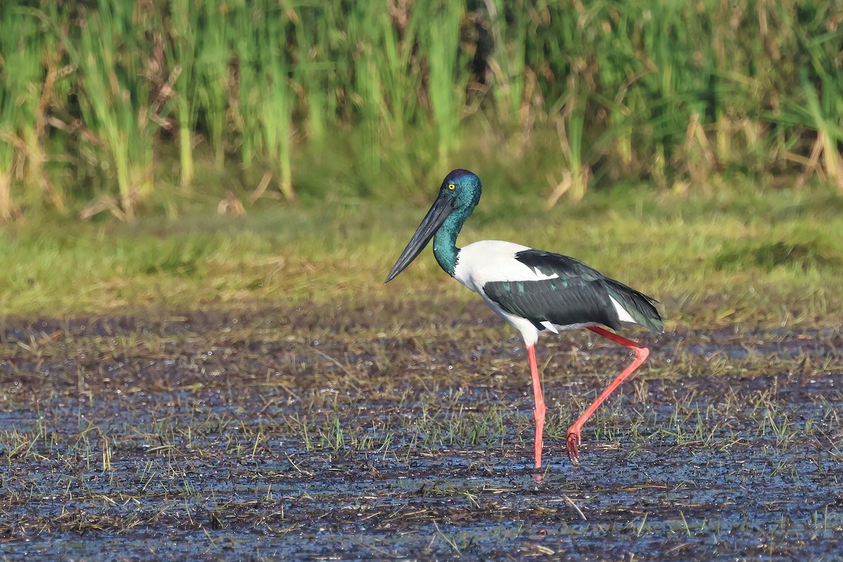 Black-necked Stork - Dennis Devers