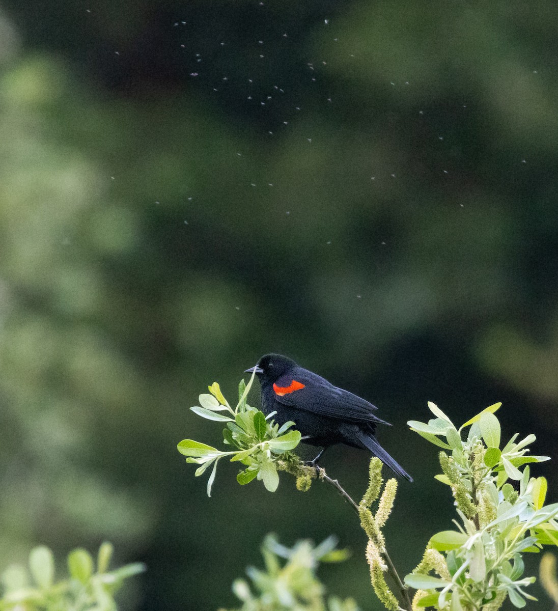 Red-winged Blackbird - Timothy Aarons