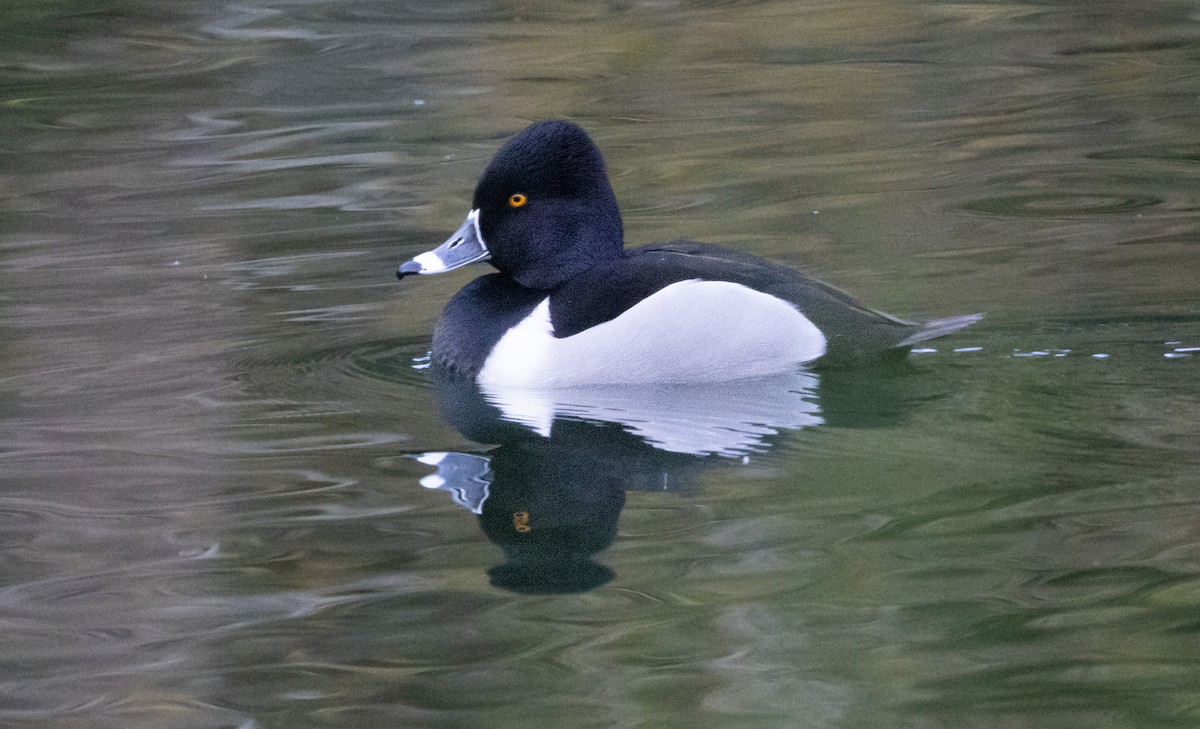 Ring-necked Duck - ML621017820