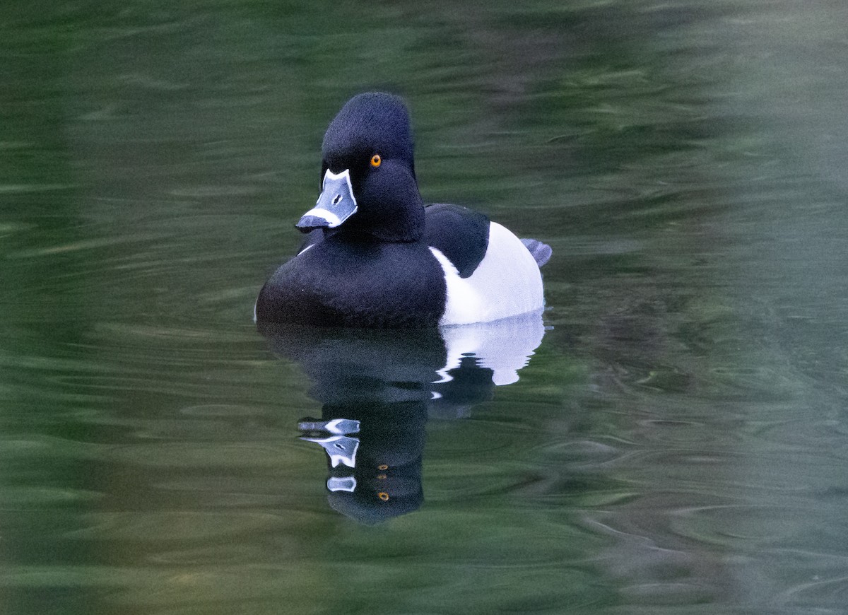 Ring-necked Duck - ML621017821