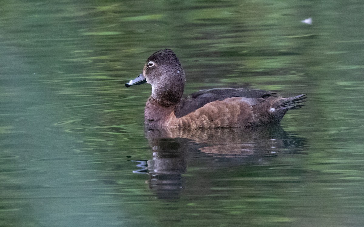 Ring-necked Duck - ML621017826