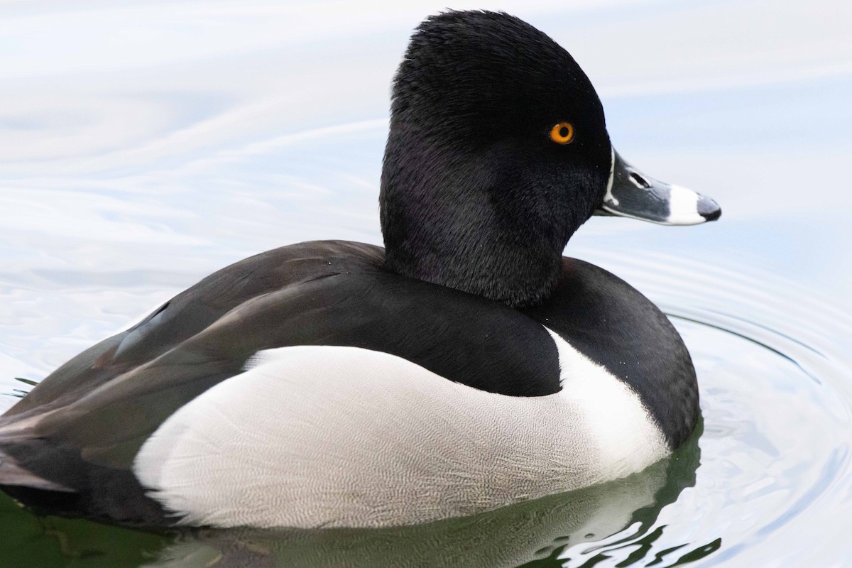 Ring-necked Duck - ML621017844