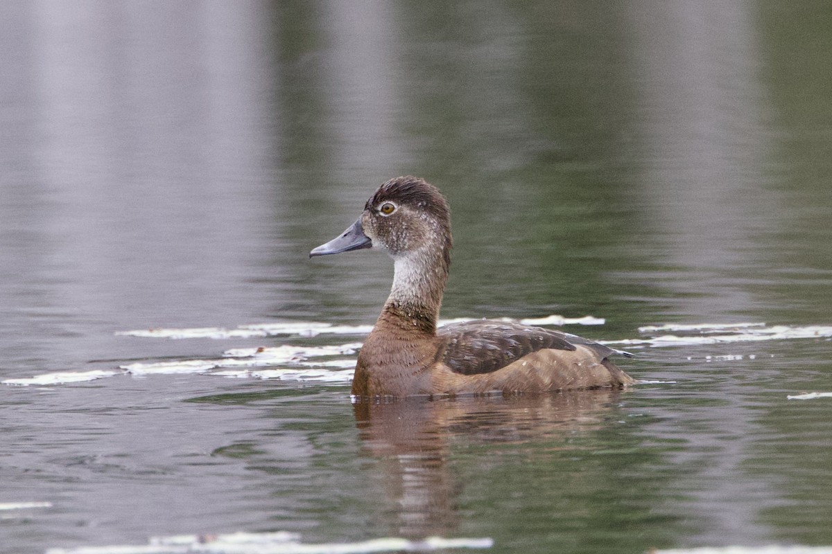 Ring-necked Duck - ML621017865