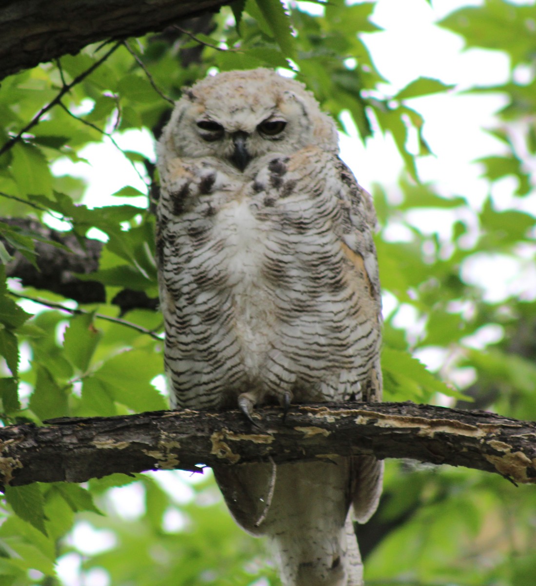 Great Horned Owl - ML621017874
