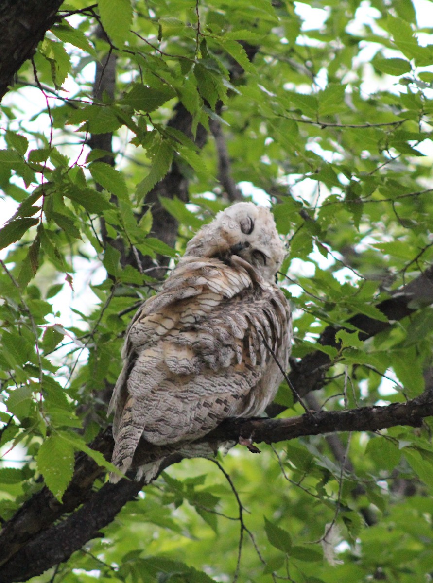Great Horned Owl - ML621017876