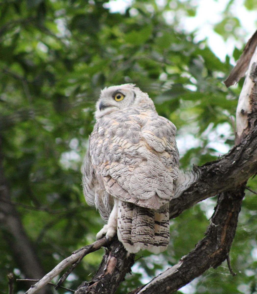 Great Horned Owl - ML621017877