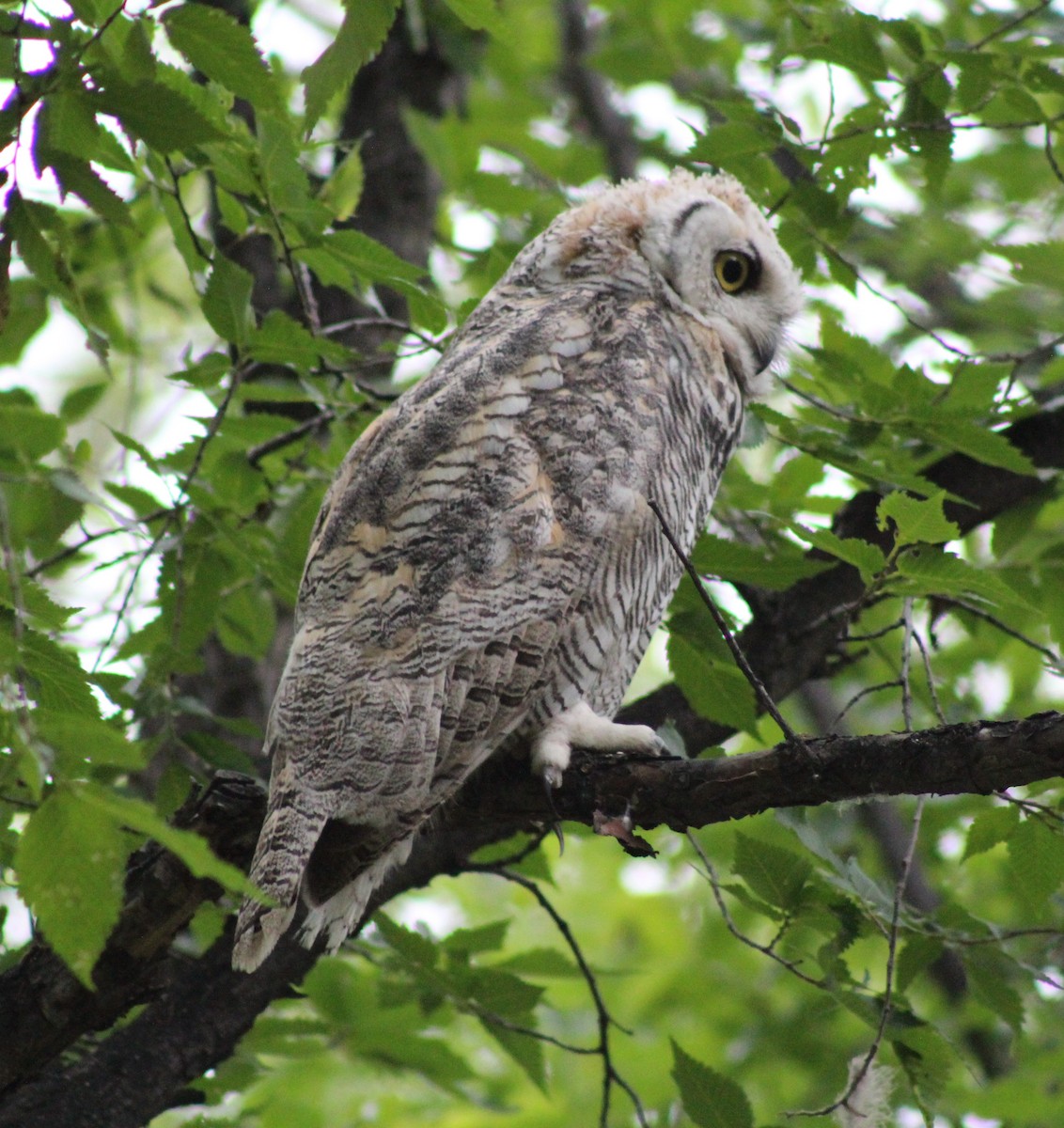Great Horned Owl - ML621017879
