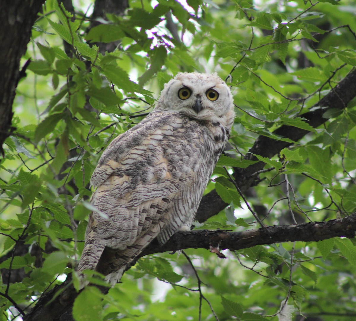 Great Horned Owl - ML621017880