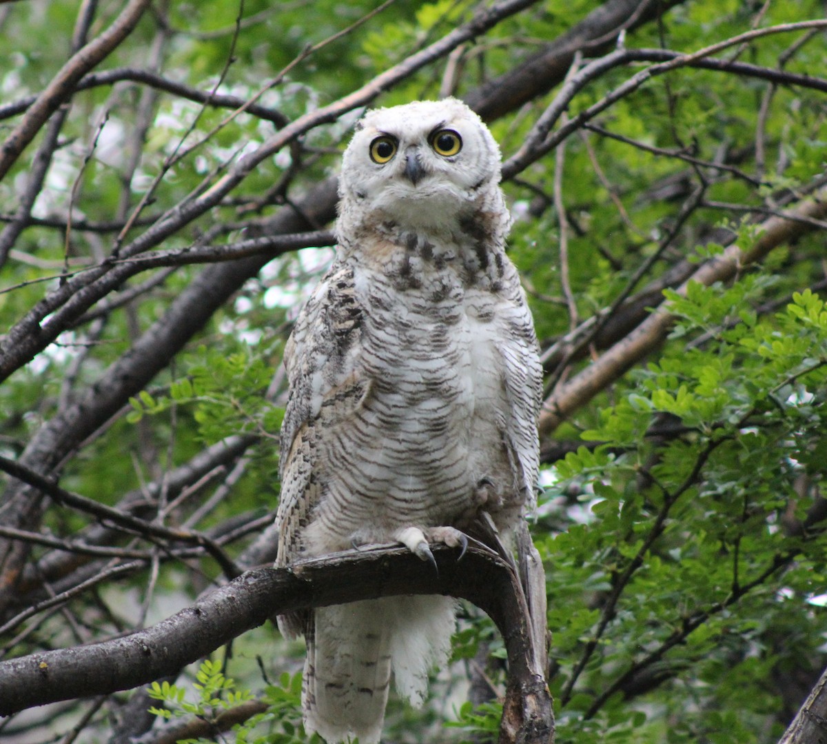 Great Horned Owl - ML621017881