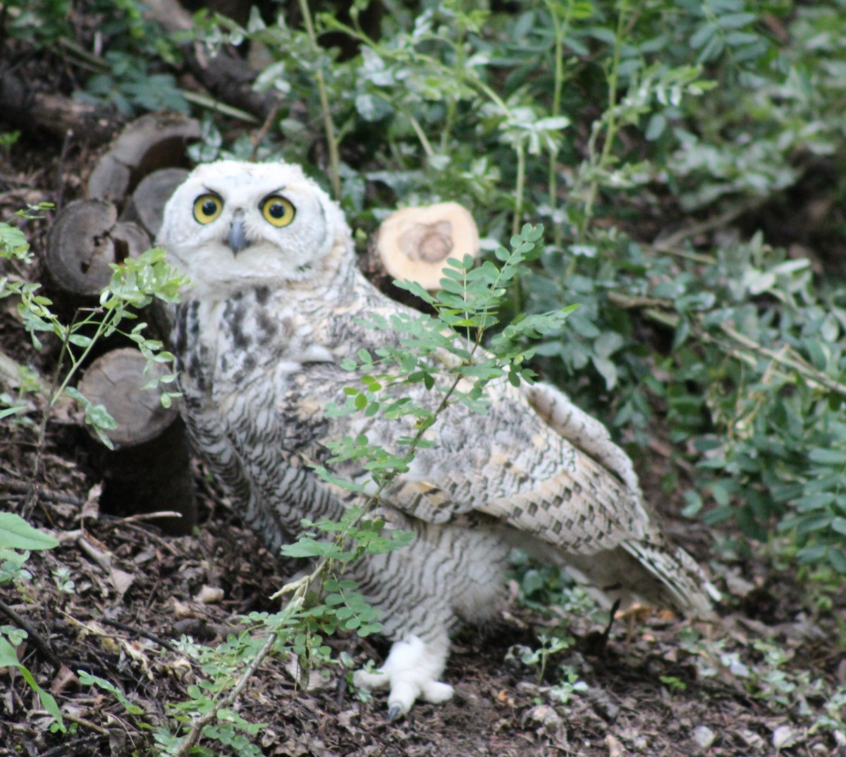 Great Horned Owl - ML621017882