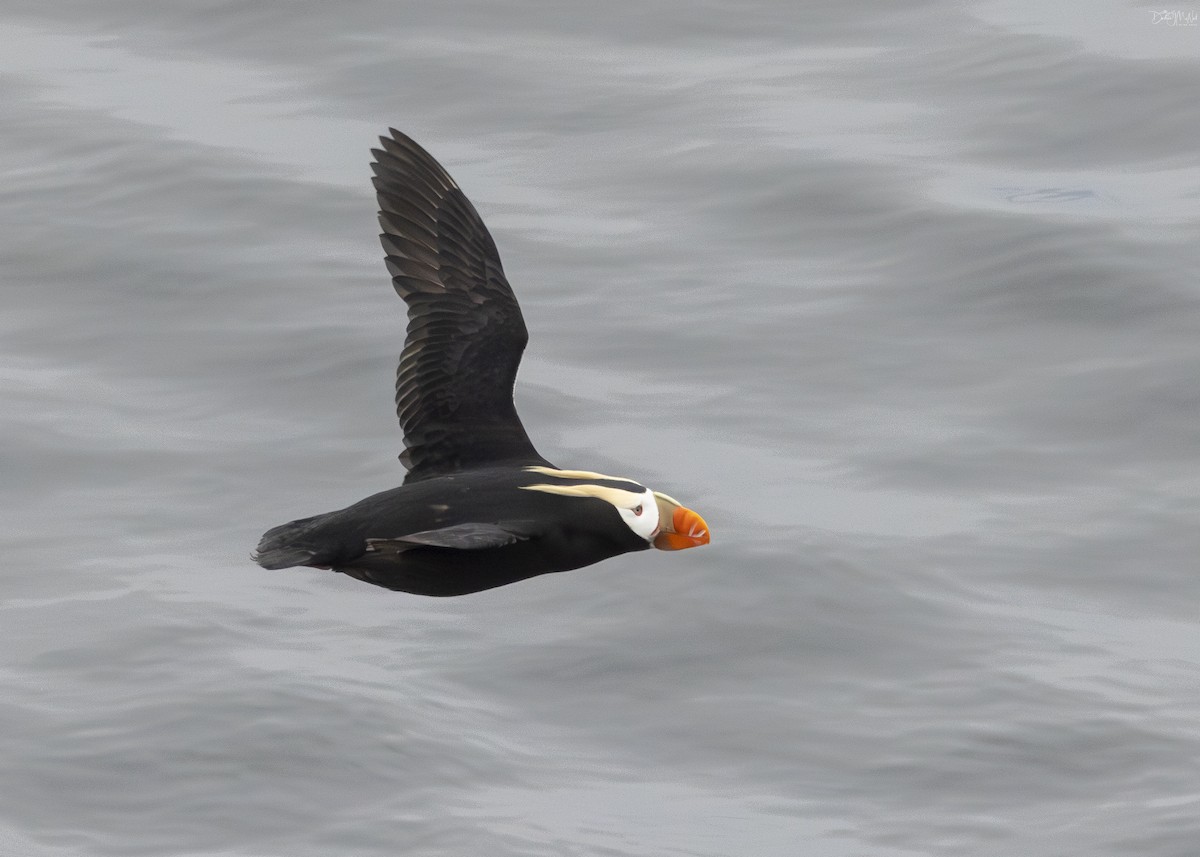 Tufted Puffin - ML621017891