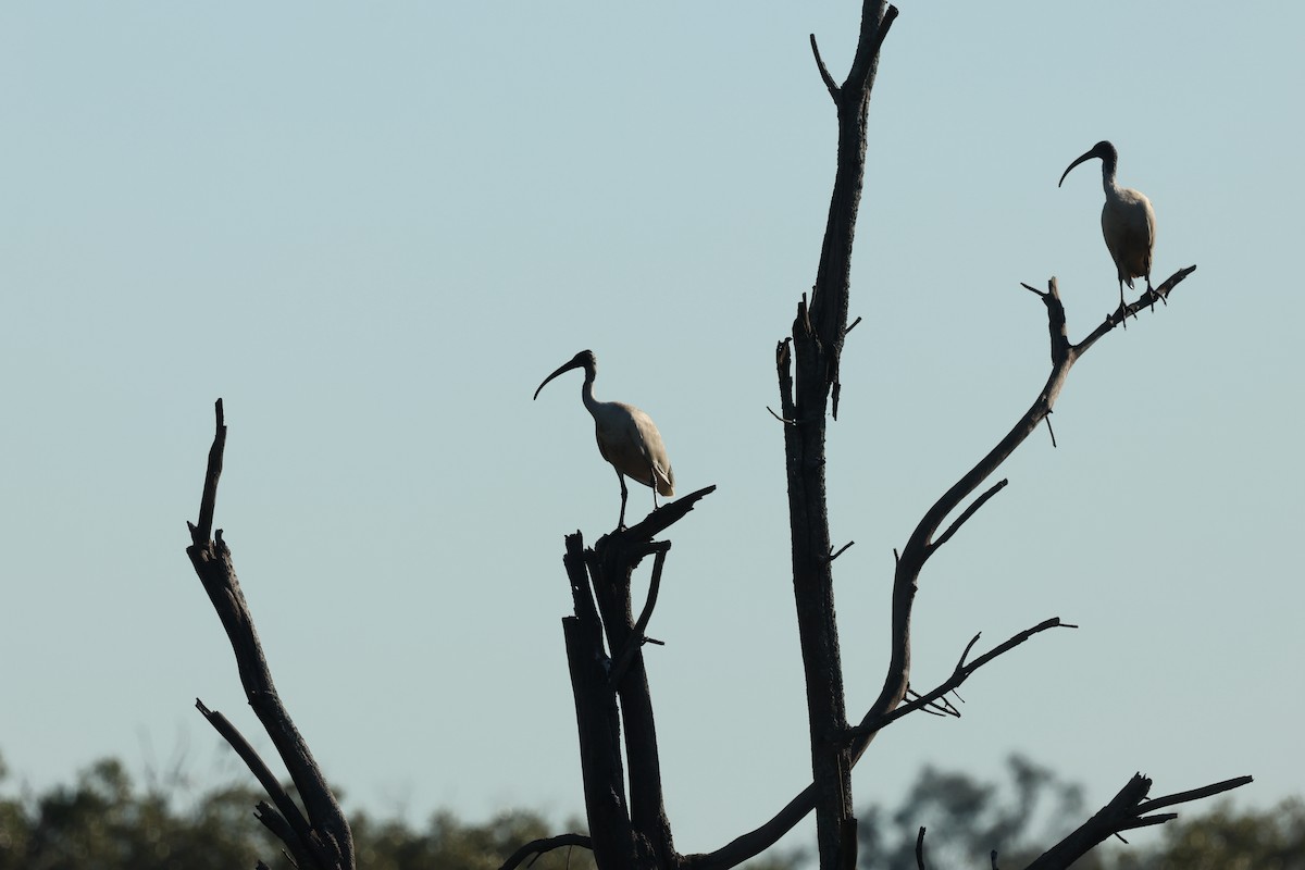 ibis australský - ML621017902
