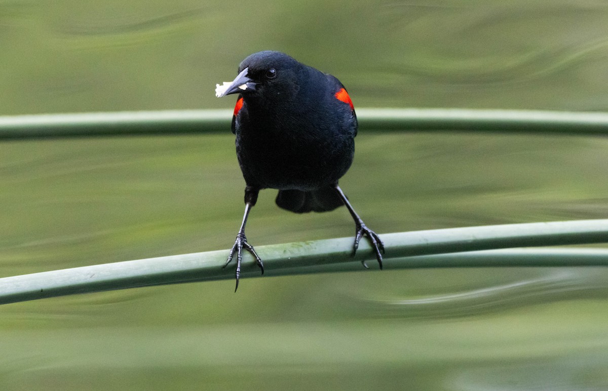 Red-winged Blackbird - ML621017905