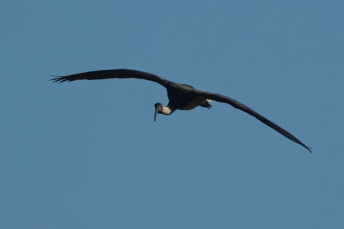 ibis slámokrký - ML621017908