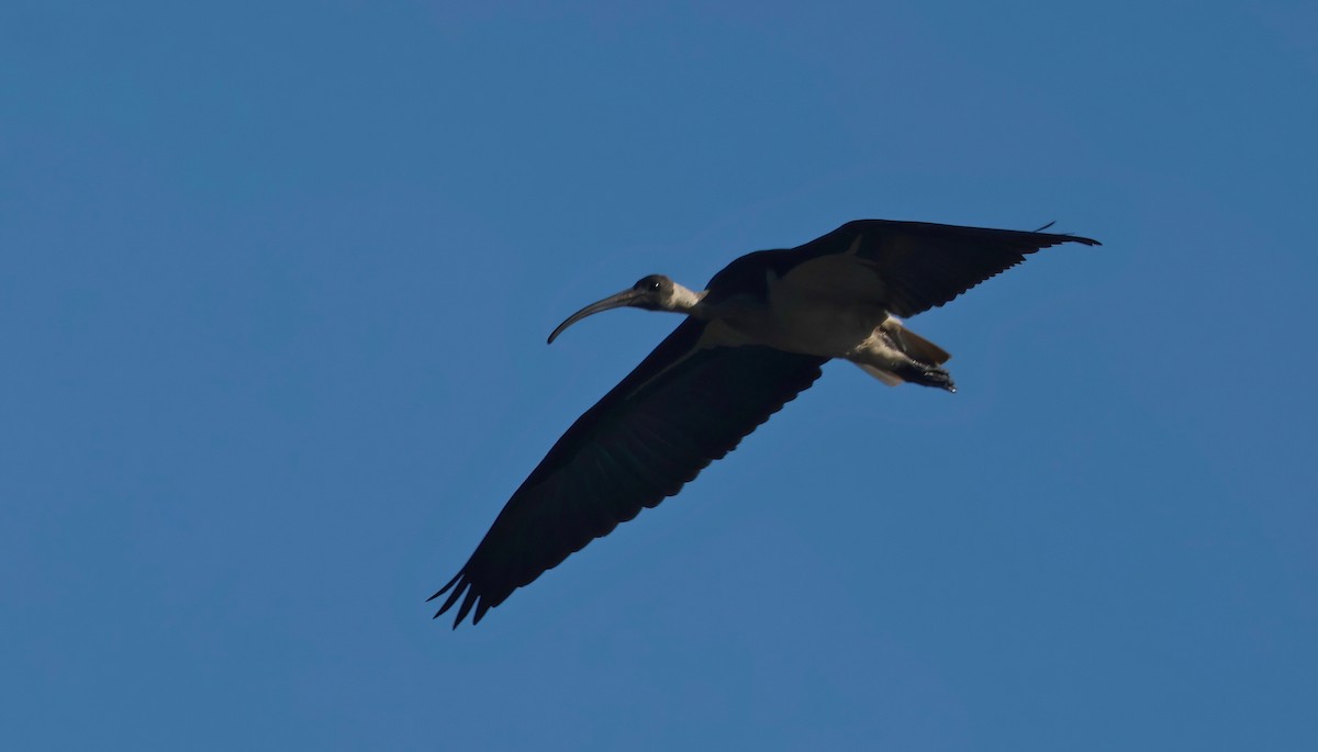 ibis slámokrký - ML621017910