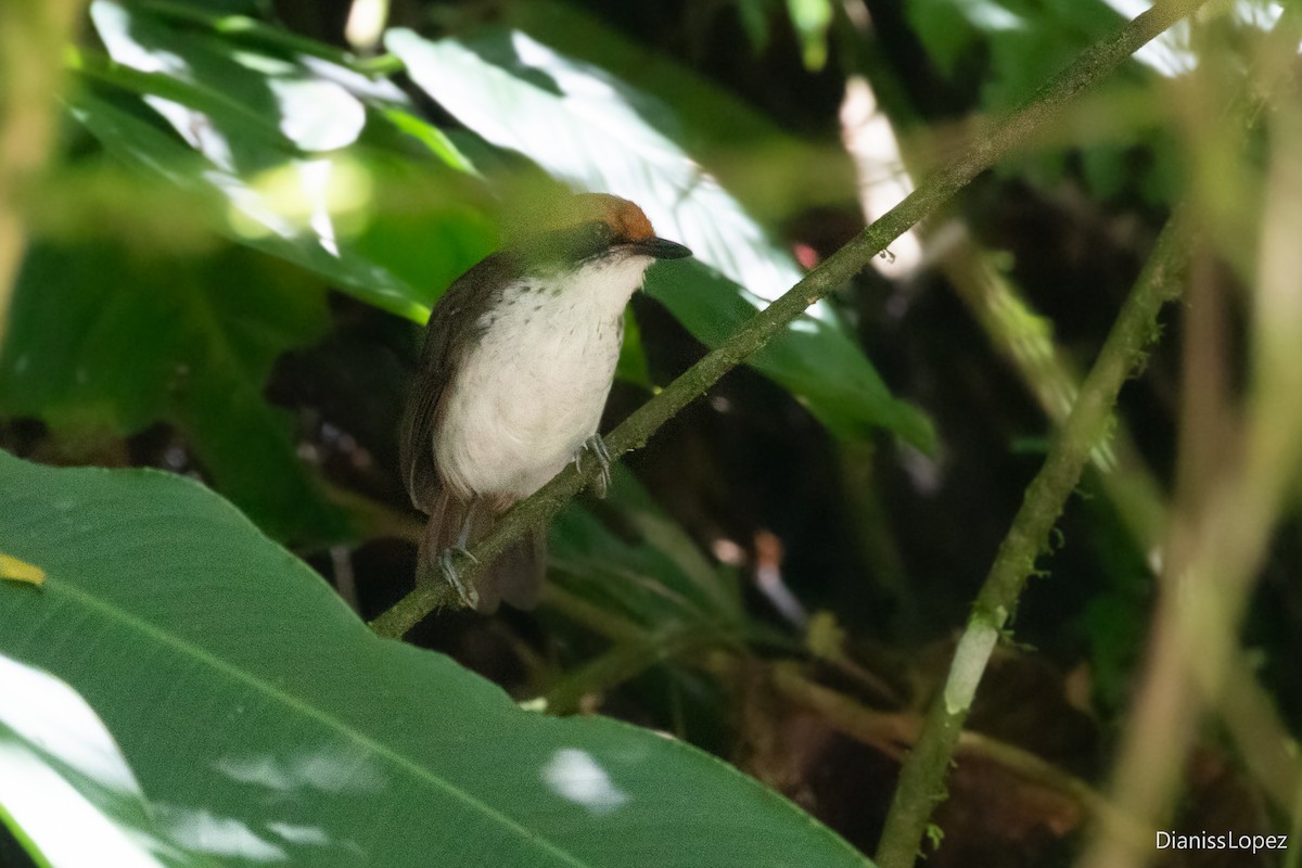 White-browed Antbird - ML621017923