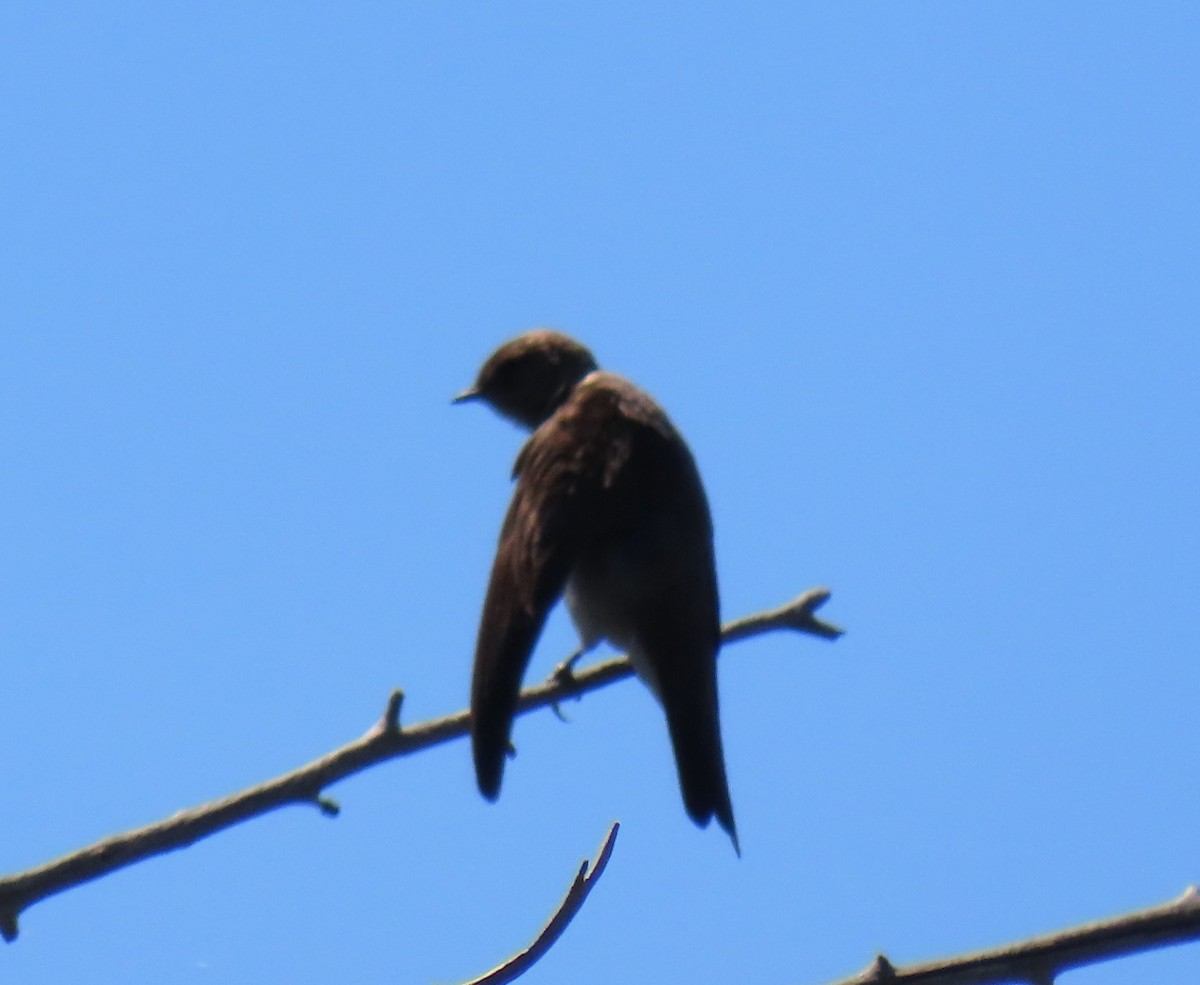 Northern Rough-winged Swallow - ML621017928