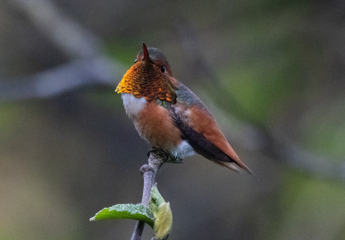 Allen's Hummingbird - ML621017940