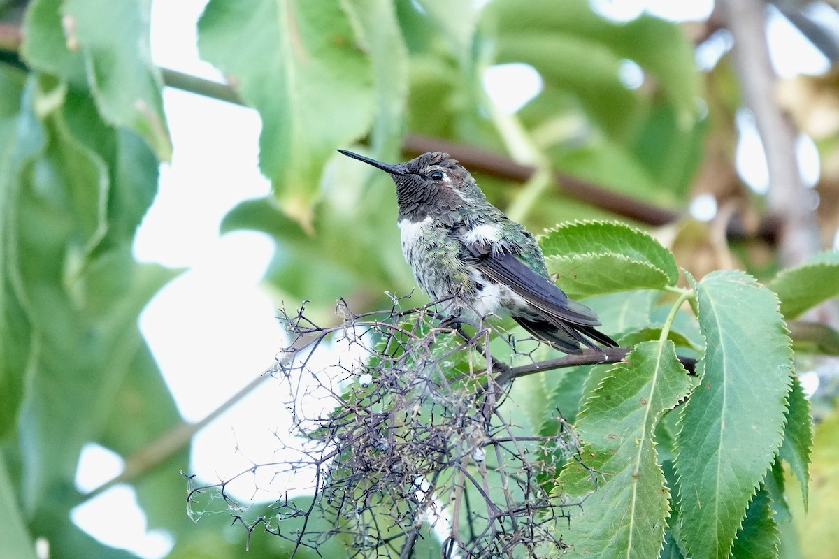 Anna's Hummingbird - ML621017943