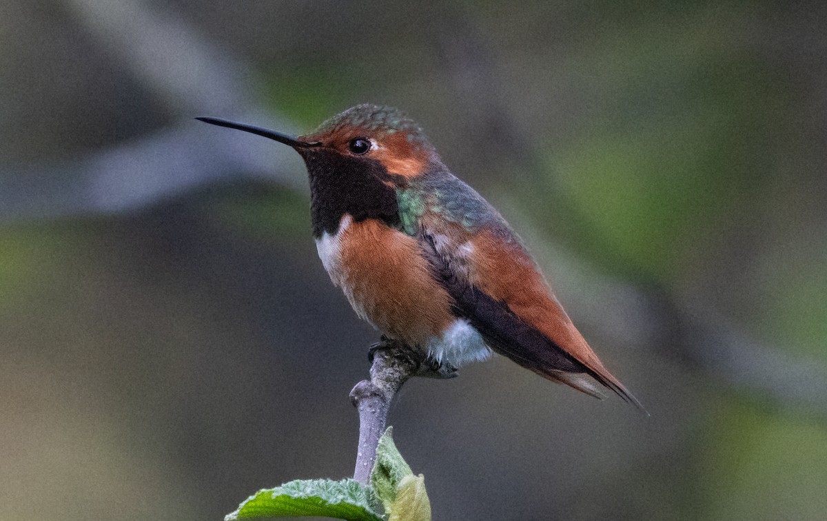 Allen's Hummingbird - ML621017944