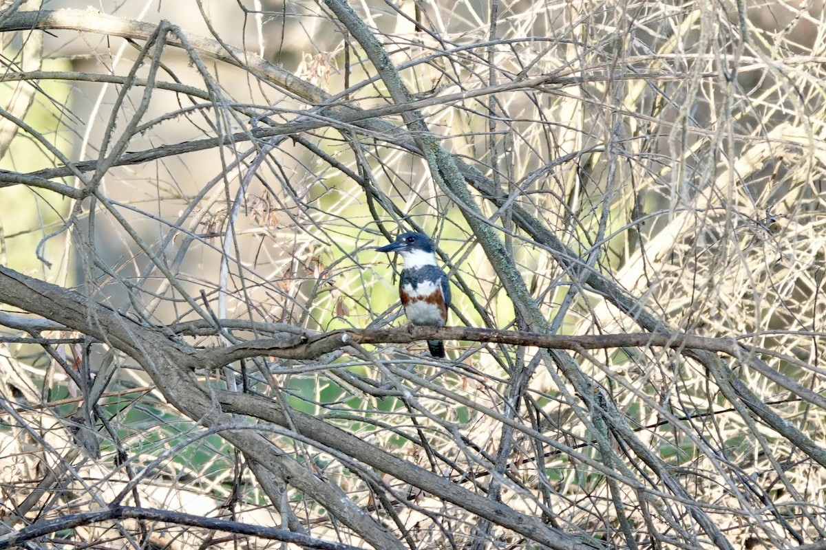 Belted Kingfisher - ML621017953