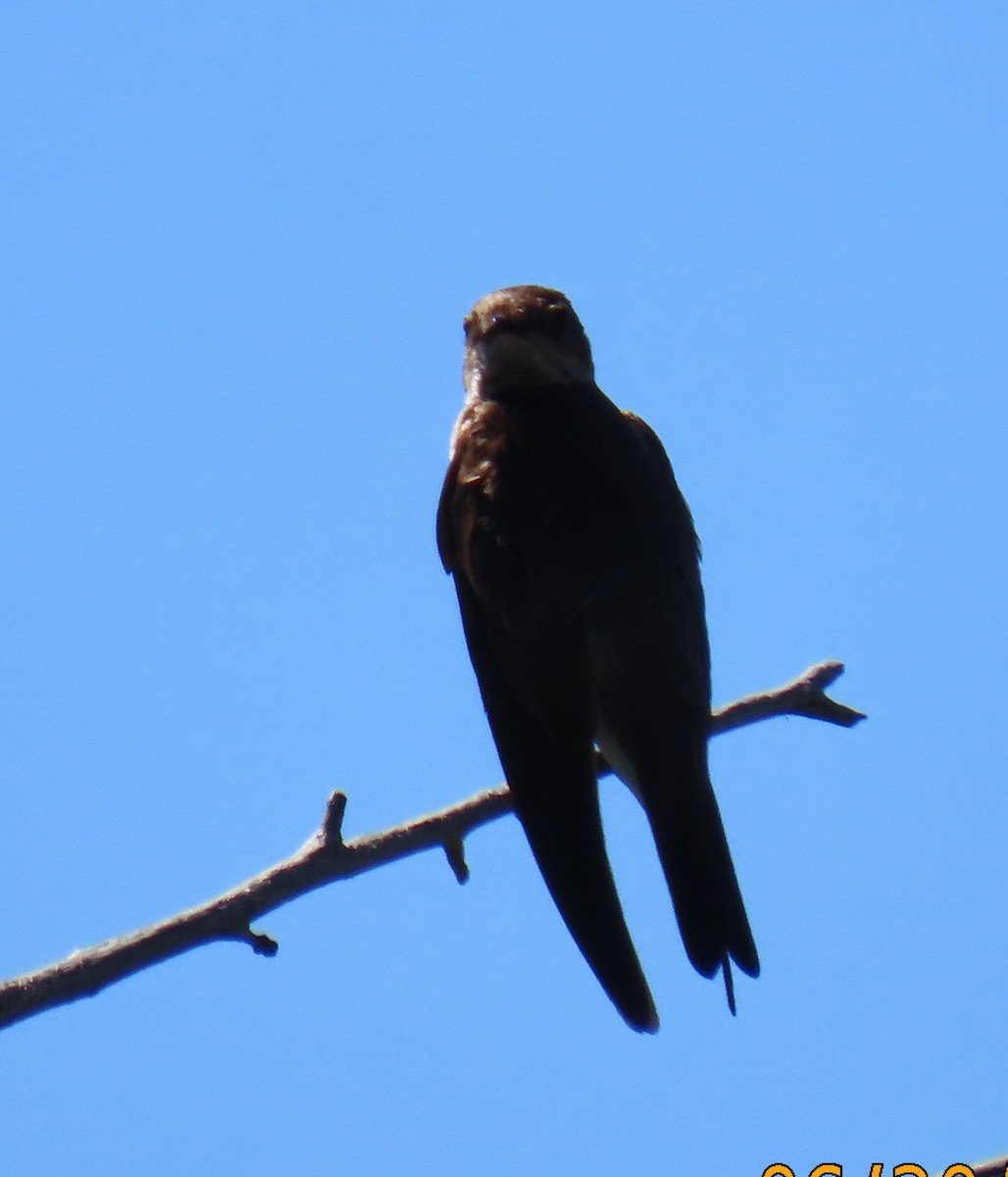 Northern Rough-winged Swallow - ML621017955