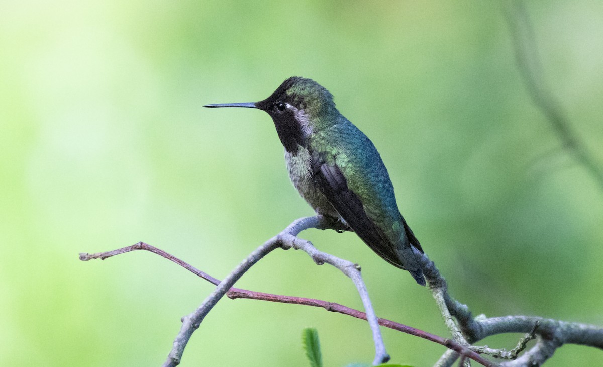 Anna's Hummingbird - ML621017956