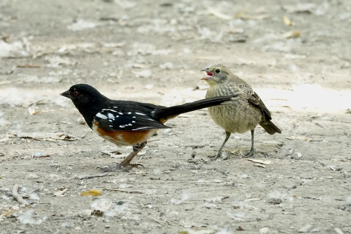 Spotted Towhee - ML621017981