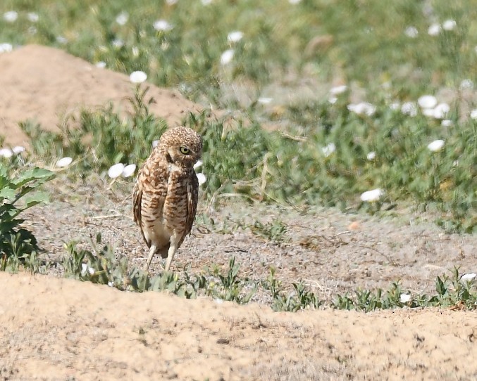 Burrowing Owl - ML621018004
