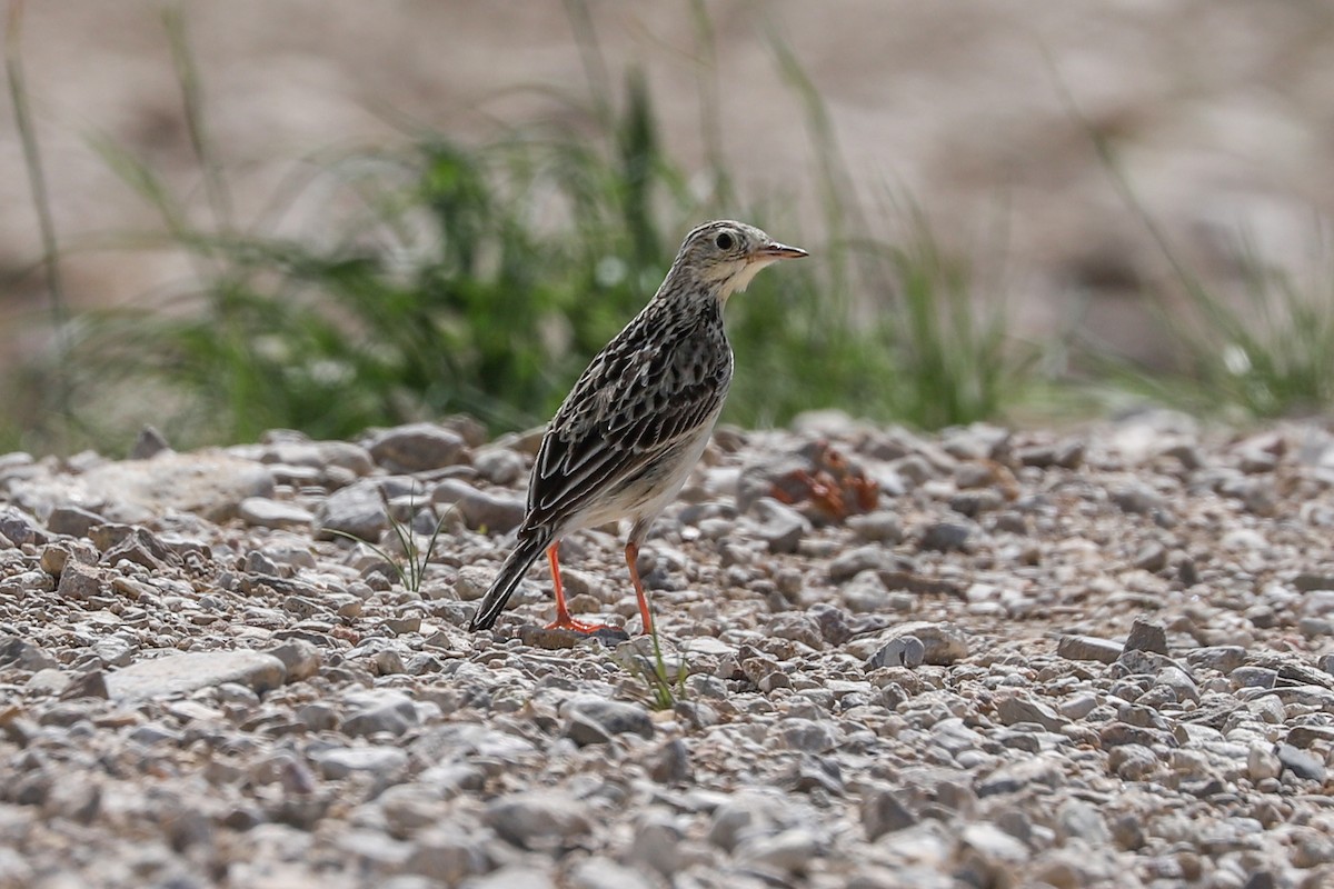Sprague's Pipit - ML621018023