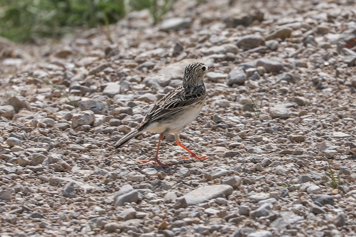 Sprague's Pipit - ML621018024