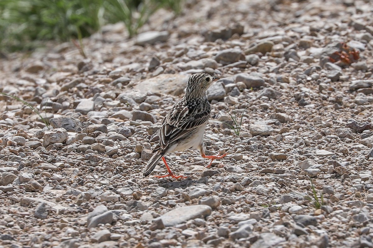 Sprague's Pipit - ML621018025