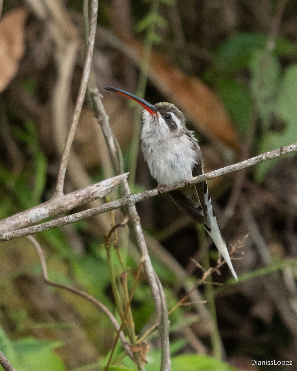 Sooty-capped Hermit - ML621018028