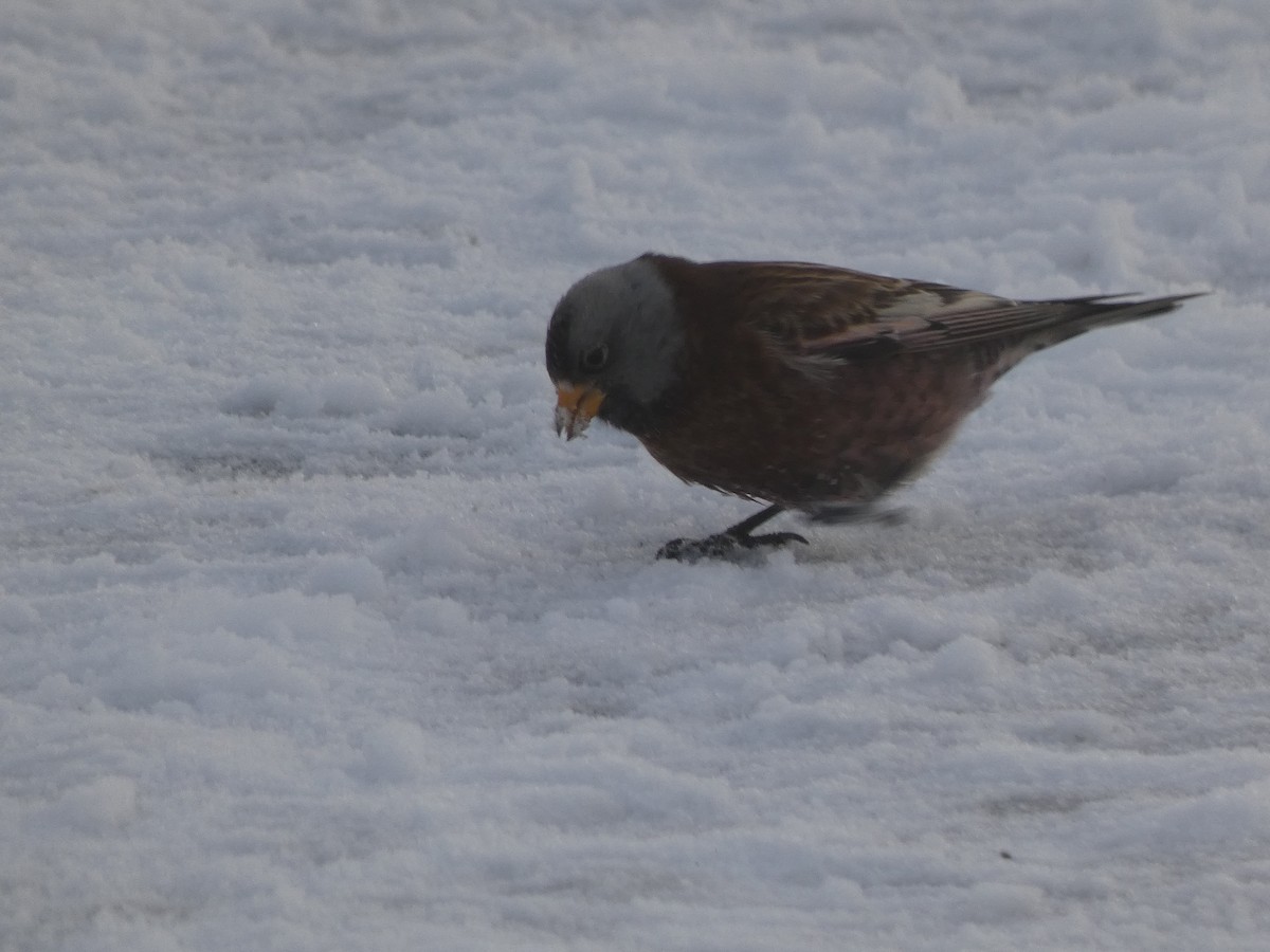 Gray-crowned Rosy-Finch - ML621018060