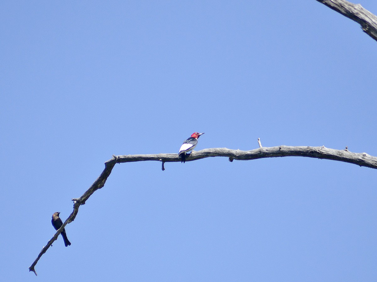 Red-headed Woodpecker - ML621018077