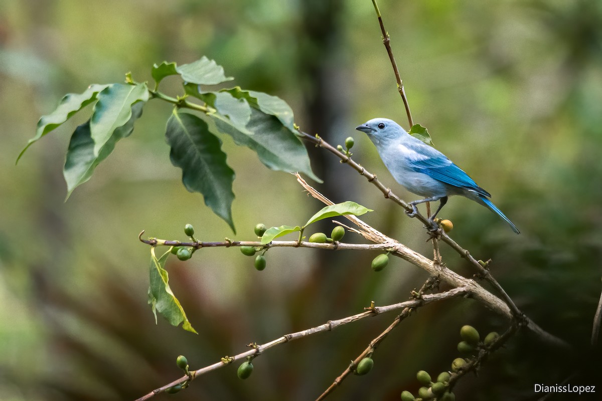 Blue-gray Tanager - ML621018089