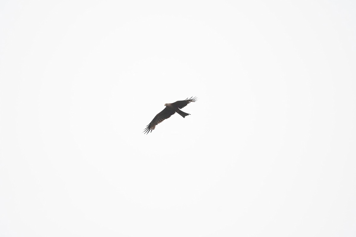 Black Kite (Black) - ML621018115