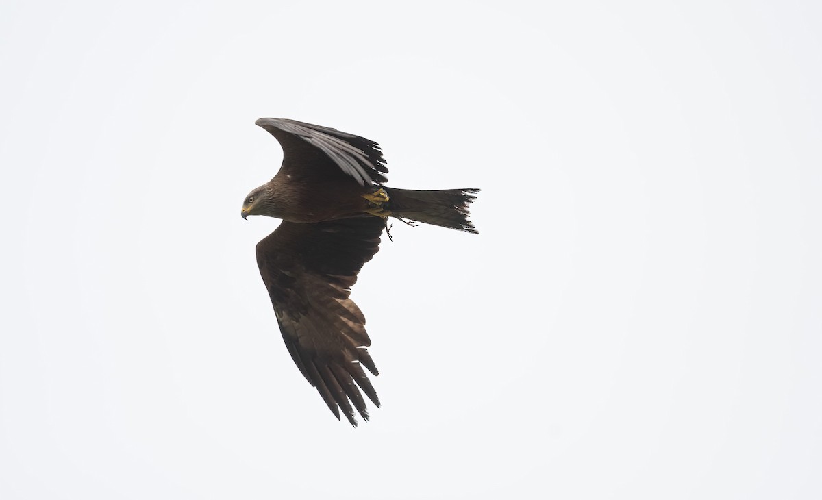Black Kite (Black) - ML621018145