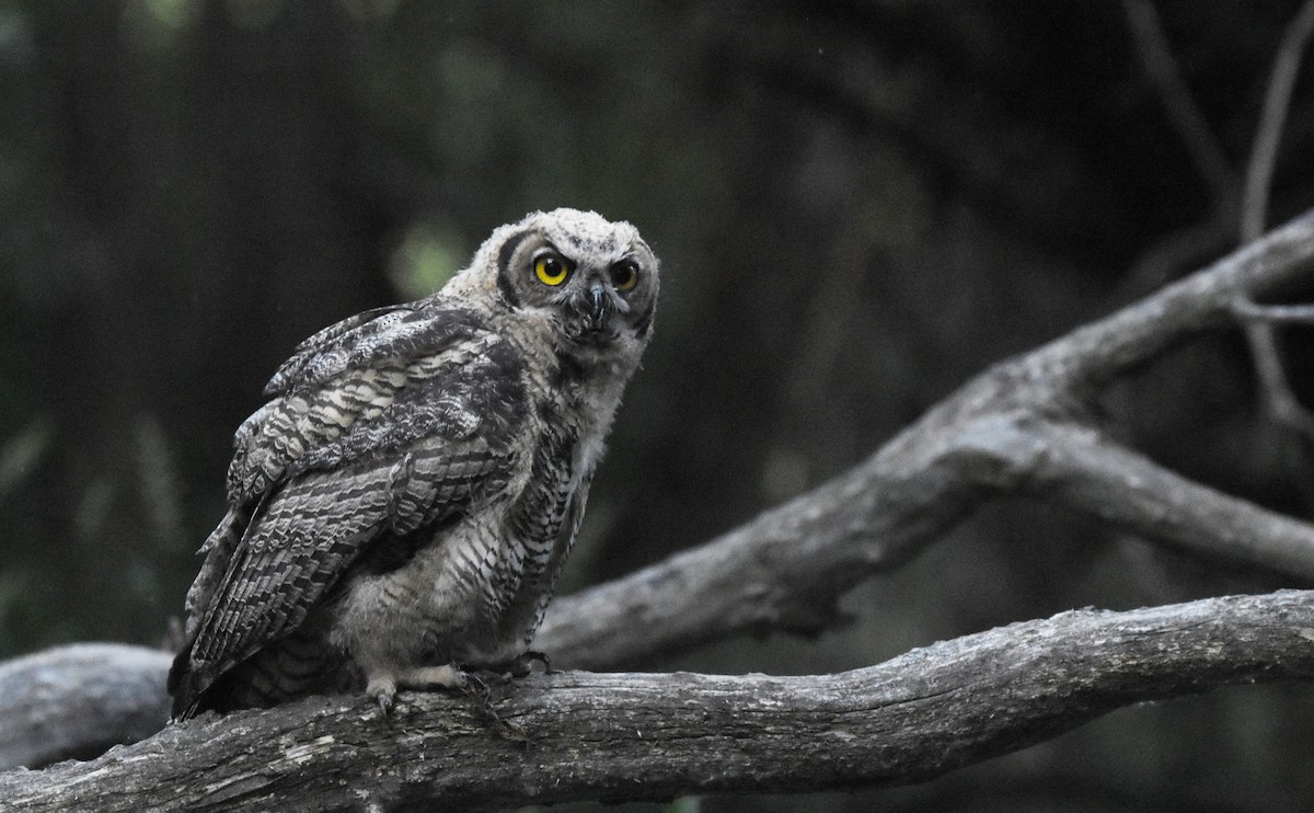 Great Horned Owl - ML621018166