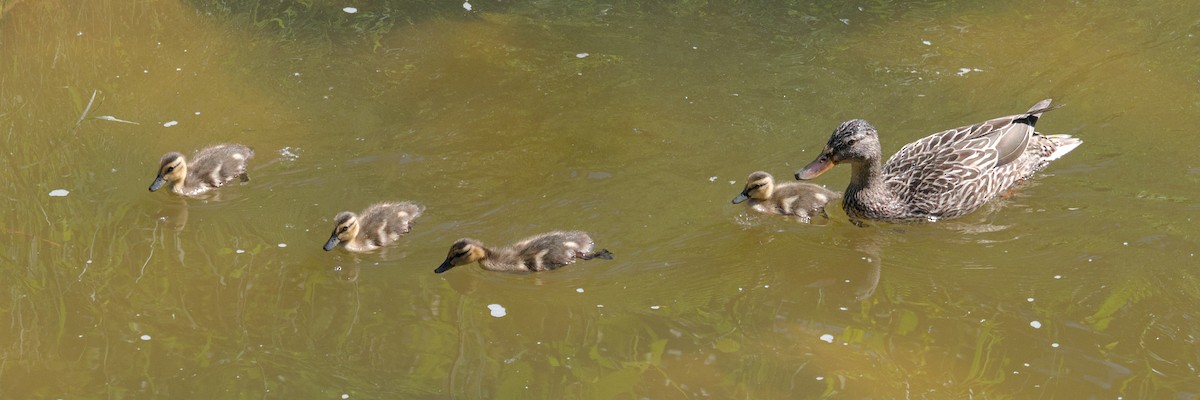 Mallard - ML621018172