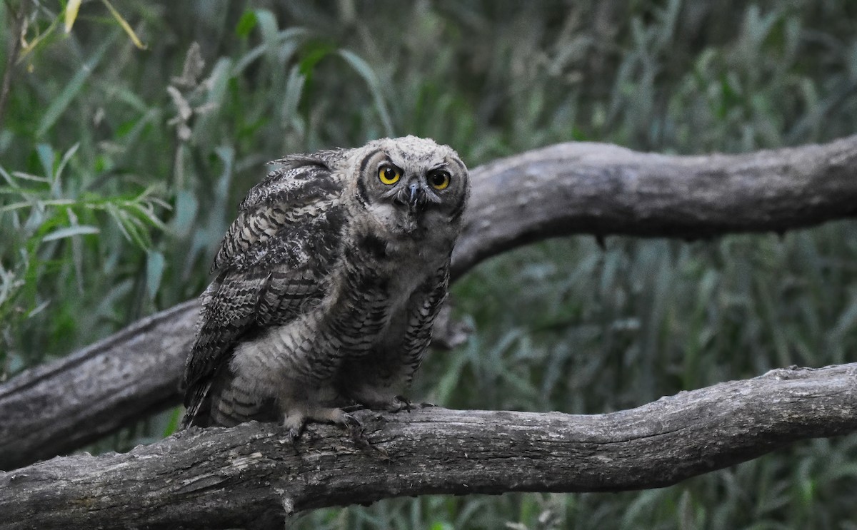 Great Horned Owl - ML621018173