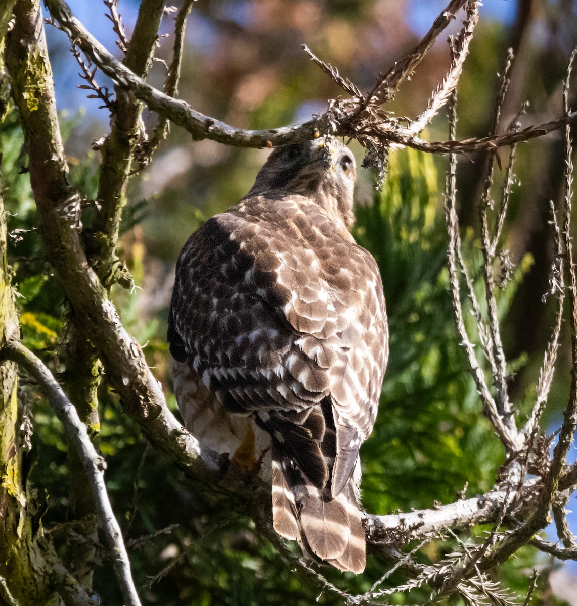 Red-shouldered Hawk - Timothy Aarons