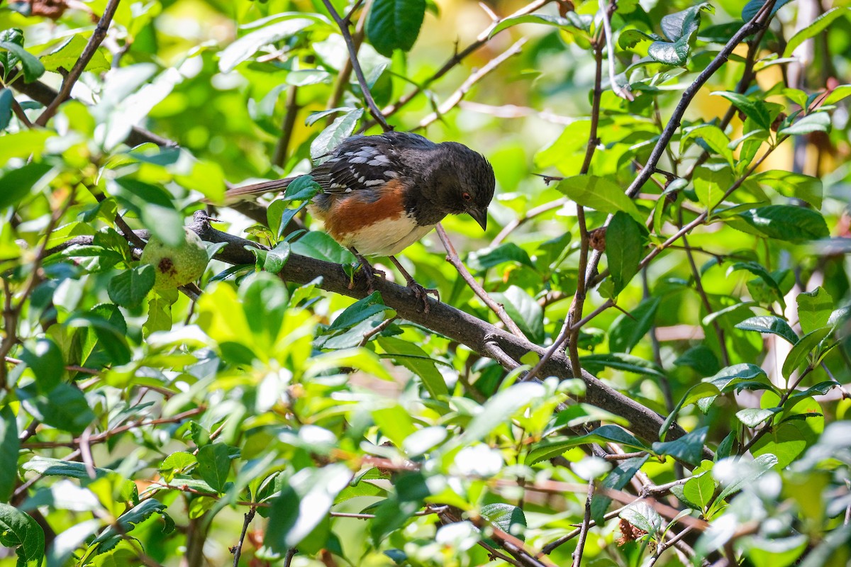Spotted Towhee - ML621018192