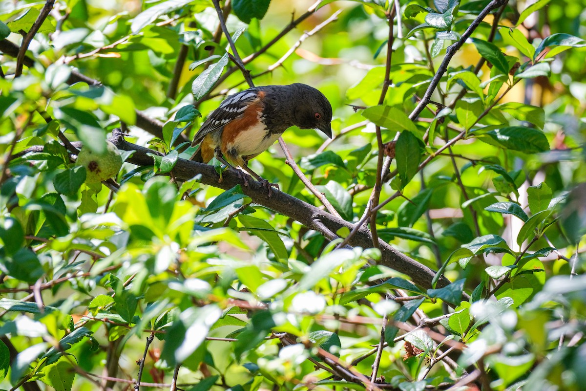 Spotted Towhee - ML621018193