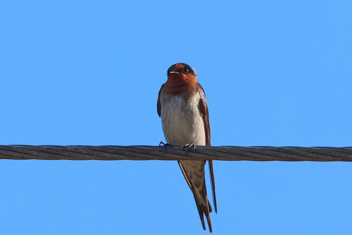 Welcome Swallow - ML621018236