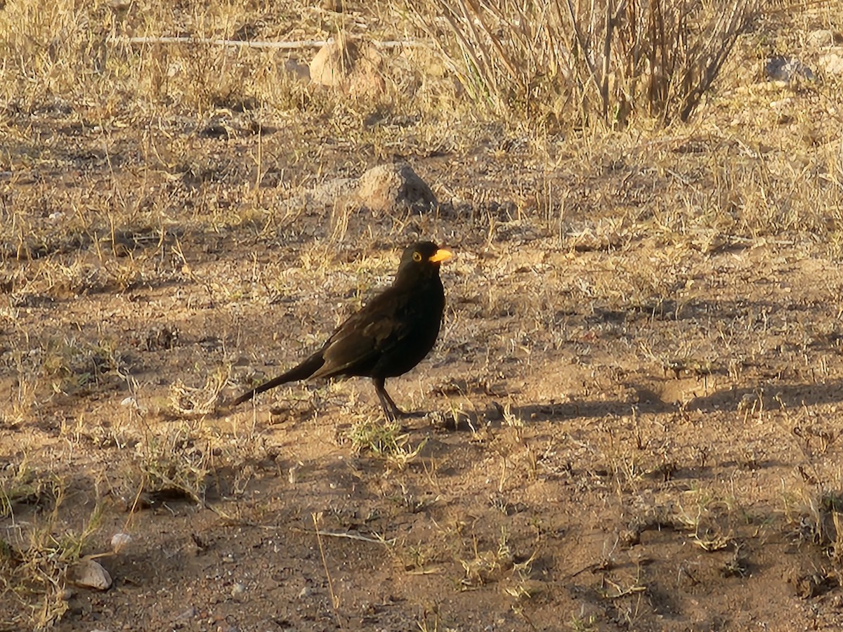 Eurasian Blackbird - ML621018254