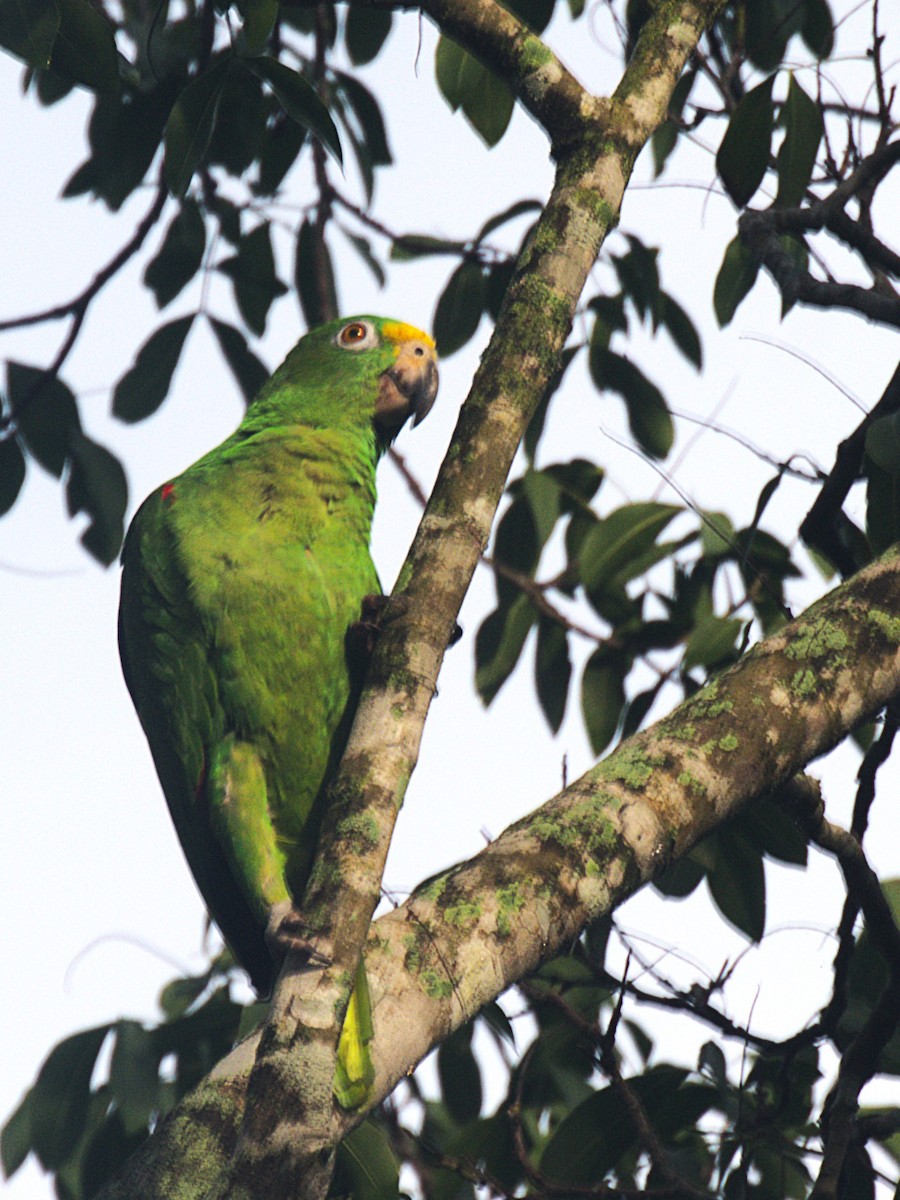 Yellow-crowned Parrot - ML621018260