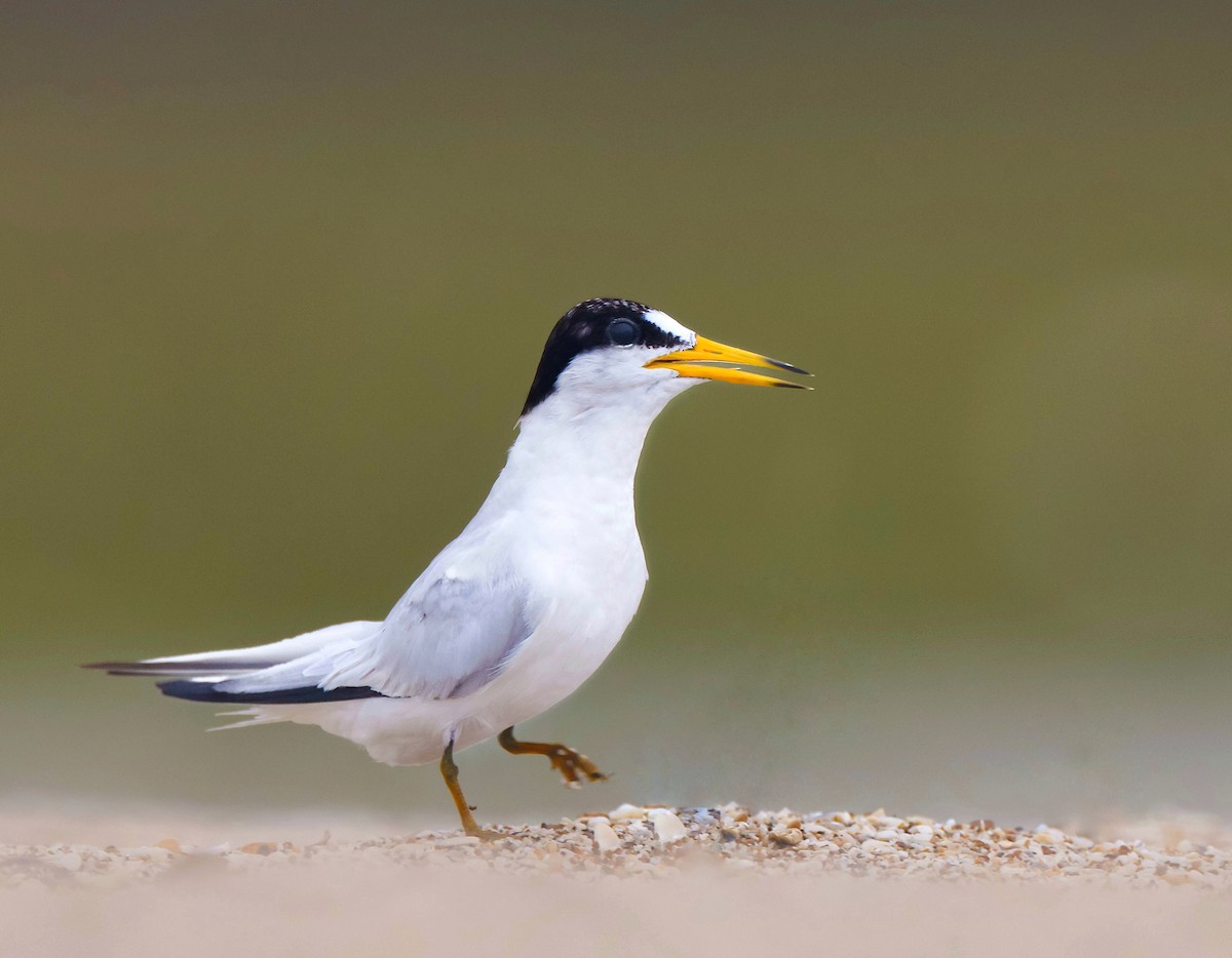 Saunders's Tern - ML621018261